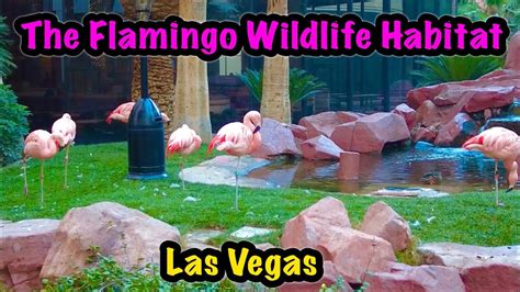 flamingo las vegas wiki|Flamingo Habitat – Las Vegas, Nevada .